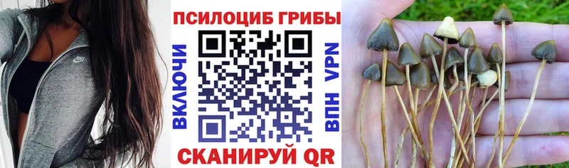 Купить где  Нижние Серги  Псилоцибиновые грибы прущие грибы 